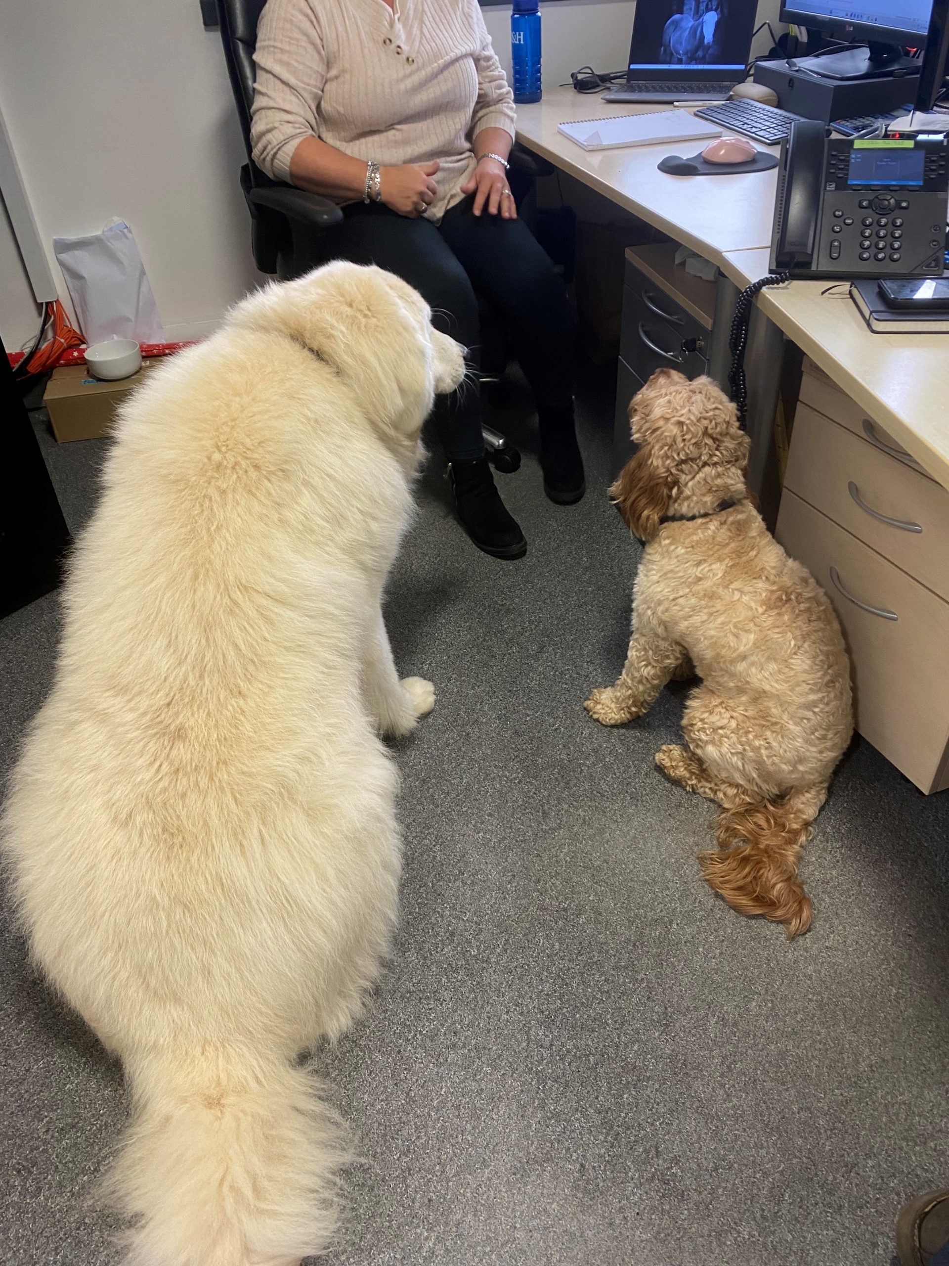 Its National Bring Your Dog to Work Day – Take a Look at Our New Canine Colleagues!